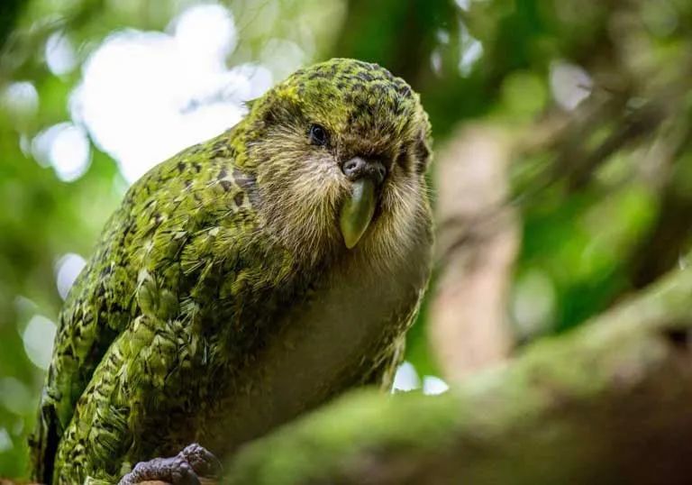 不会飞的鹦鹉,曾经在新西兰广泛分布,但几百年来几乎被猎杀灭绝,到上