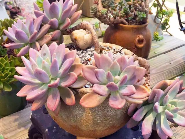 阳台党买多肉可以选择3个品种,常年都有状态,而且养护