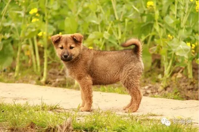 讲真,作为一只中华田园犬,不仅仅是智商顶呱呱,小时候的它也可以萌到