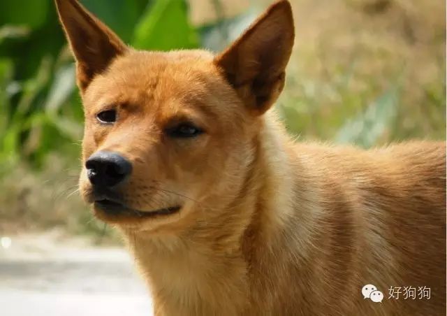 讲真,作为一只中华田园犬,不仅仅是智商顶呱呱,小时候的它也可以萌到