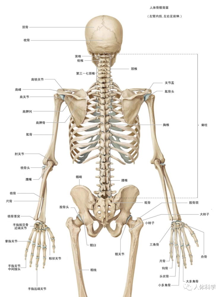 3d人体解剖图人体骨骼肌肉