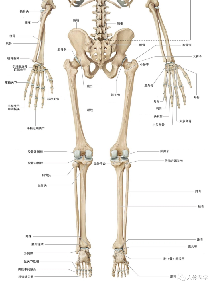 【3d人体解剖图】人体骨骼 肌肉