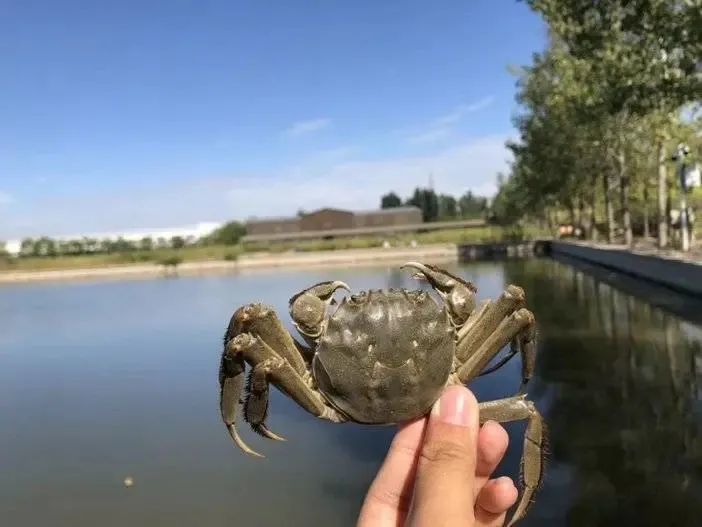 这里不仅有垂钓园,还有七里海河蟹种业基地和河蟹科普展馆.