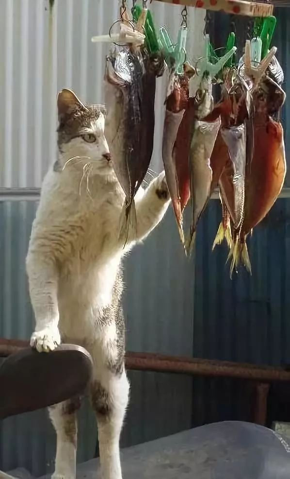 搞笑趣图,暖心的小动物
