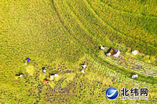 "天全米仓"秋收忙