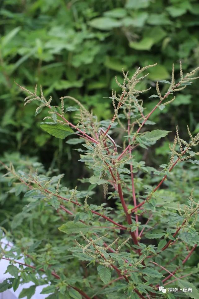 青葙:相伴度清秋|青葙|刺苋
