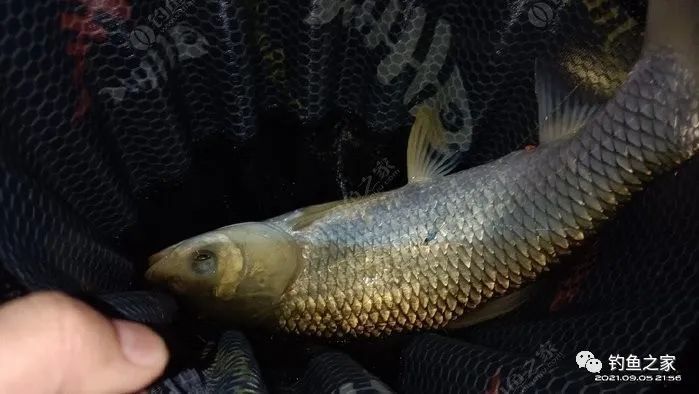 野钓空军,绝非饵料问题,注意轻重细节才是真理!