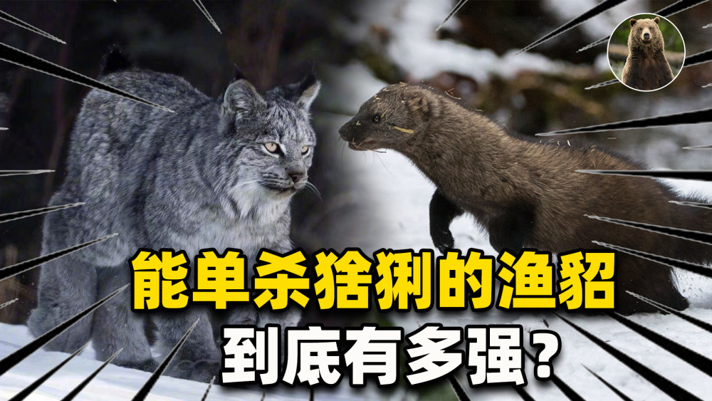 生擒加拿大猞猁,智取豪猪,体型不大的渔貂到底有多强?