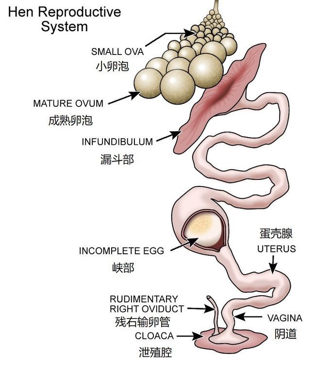 母鸡不受精也能产蛋,公鸡丧失雄性价值?公鸡的存在多余吗?