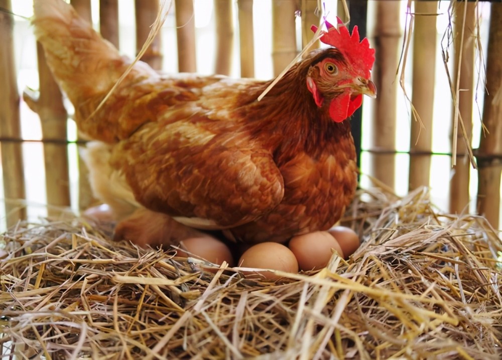 母鸡不受精也能产蛋,公鸡丧失雄性价值?公鸡的存在多余吗?