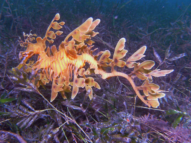 雄性负责生孩子,伪装成海草的叶海龙