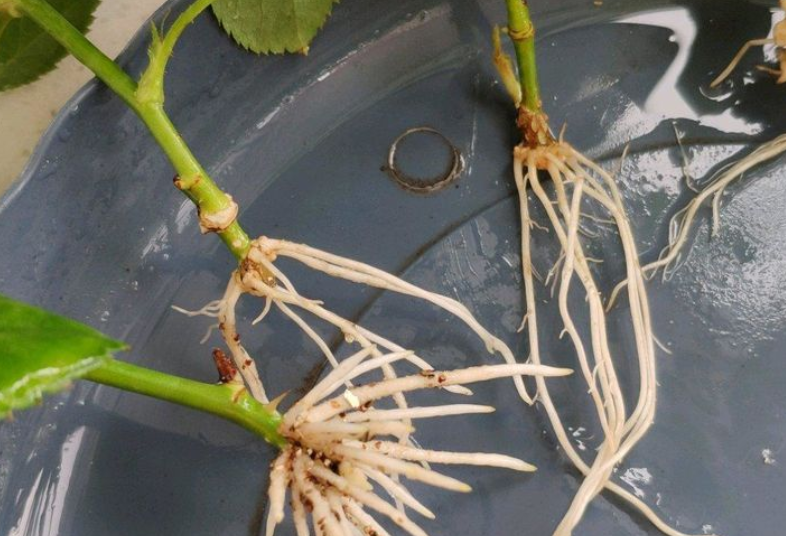 "牙签"型月季苗该怎么养护强根?多注意这4点,盆栽长得更好