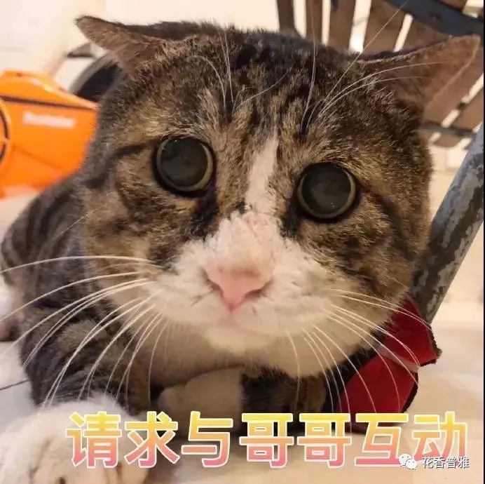 一大波猫咪表情包,总有一款适合你!