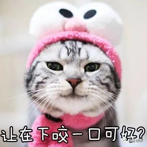 一大波猫咪表情包,总有一款适合你!