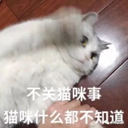 一大波猫咪表情包,总有一款适合你!