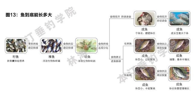 干货|鱼的生长和摄食特点—解密混养塘难钓之谜!