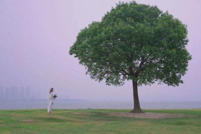 漫步苏州:独墅湖一棵树