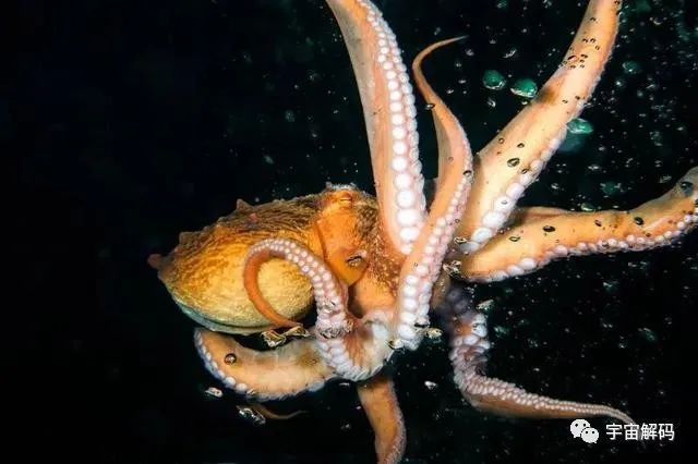 章鱼有9个大脑还能自己编辑基因