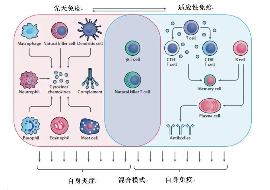 先天免疫细胞,包括巨噬细胞,自然杀伤细胞,树突状细胞,肥大细胞和不同