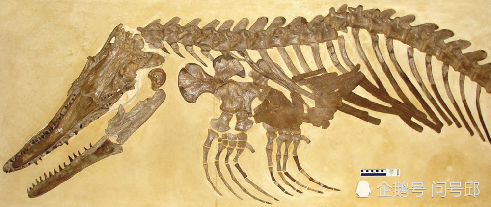 发现8000万年前的新物种沧龙化石,曾经覆盖美国的古代海域