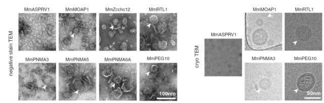 Mit Mrna