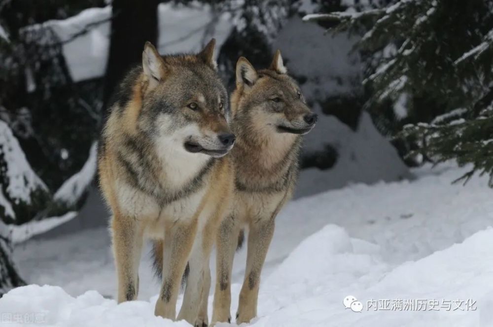 西伯利亚狼群大战溯源:欧洲狼的世代领地,为啥要老虎当主宰