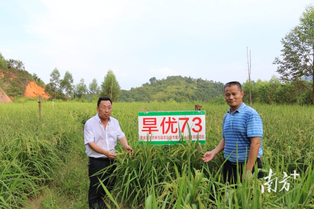 河源市紫金县试种旱稻大获成功!亩产千斤推广种植400亩即将收割