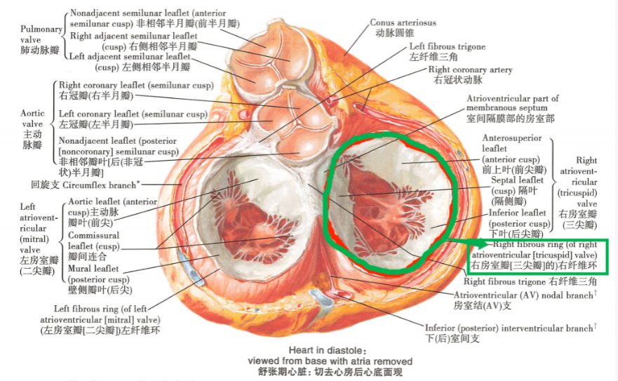 大家都知道三尖瓣下移畸形的一个诊断标准是:三尖瓣隔叶的附着点距离