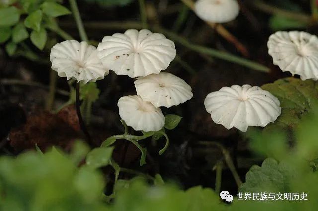 地球生物全系列从单细胞到人类伞菌目小皮伞科