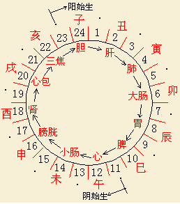 肝经为什么叫厥阴,十二经命名有何意义,跟子午流注,四时,六气有关系吗