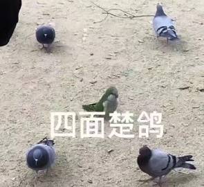 表情包:一组鸽子表情包合集