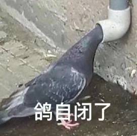 表情包:一组鸽子表情包合集