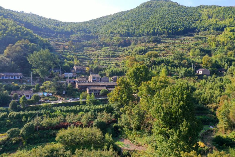 10,上园古树群宁海县跃龙街道水车村的上园自然村,地处宁海县的最大