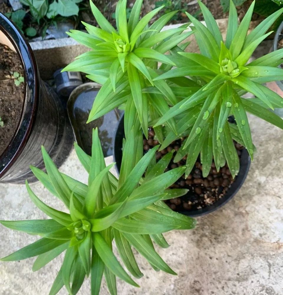 盆栽百合花的种植技巧,掌握3点,花苞更多,花大味香