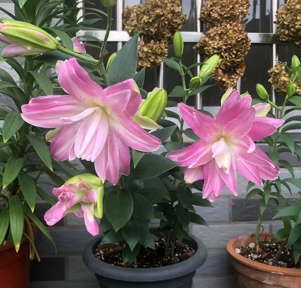 盆栽百合花的种植技巧掌握3点花苞更多花大味香