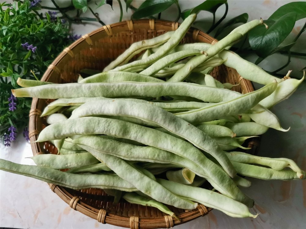 【白不老【紫袍豆角】东北的豆角品种都介绍完了,这些东北豆角你吃