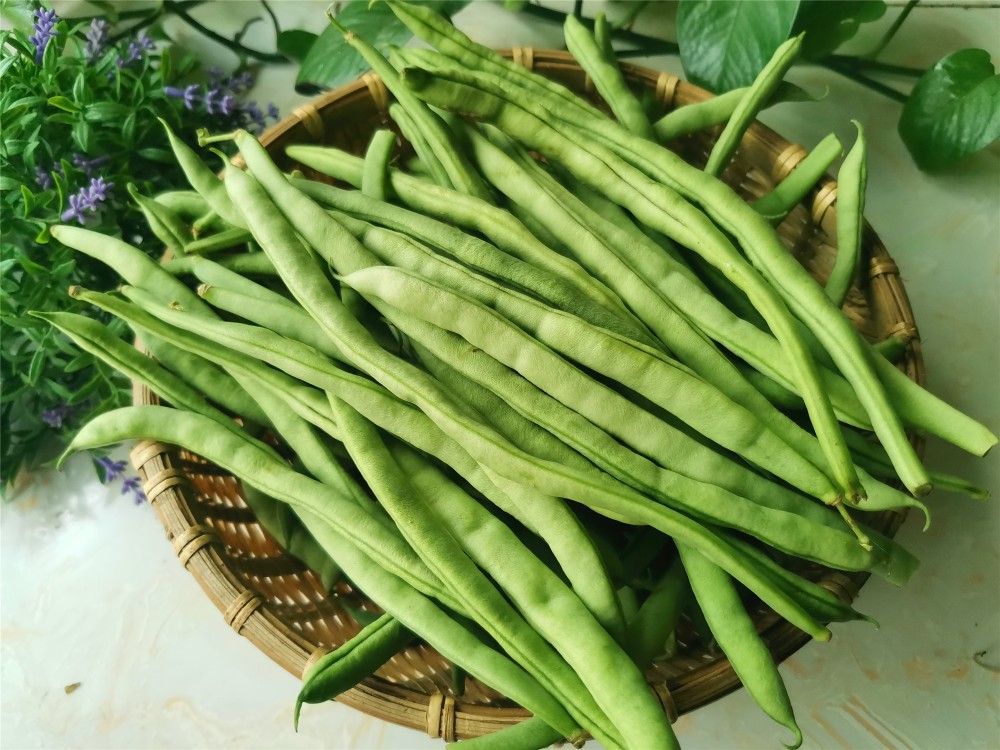【架豆王【白不老【紫袍豆角】东北的豆角品种都介绍完了,这些