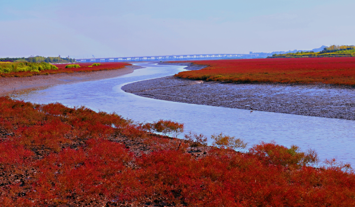 大连庄河版红海滩那抹鲜艳的红令人震撼