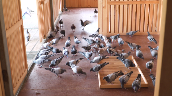 梦见自己开车床撞鸽笼子，探索梦境背后的深层含义