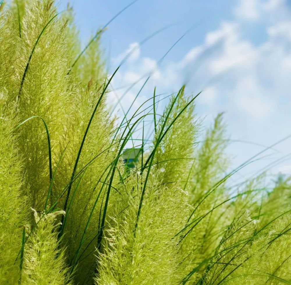 近期,在上海市风景园林学会组织的2021年最美街心花园评选活动中