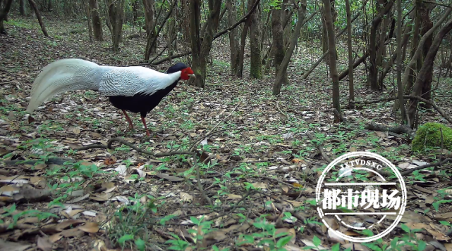 白颈长尾雉是国家一级重点保护野生动物,在保护区内主要分布于800米