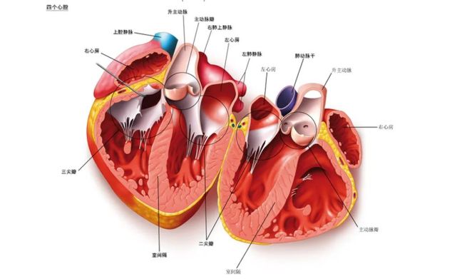 二尖瓣反流是什么病?要不要治疗?看完你就懂了!
