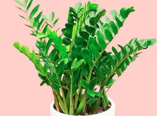 金钱树最好放这些地方,漂亮还招财旺宅!