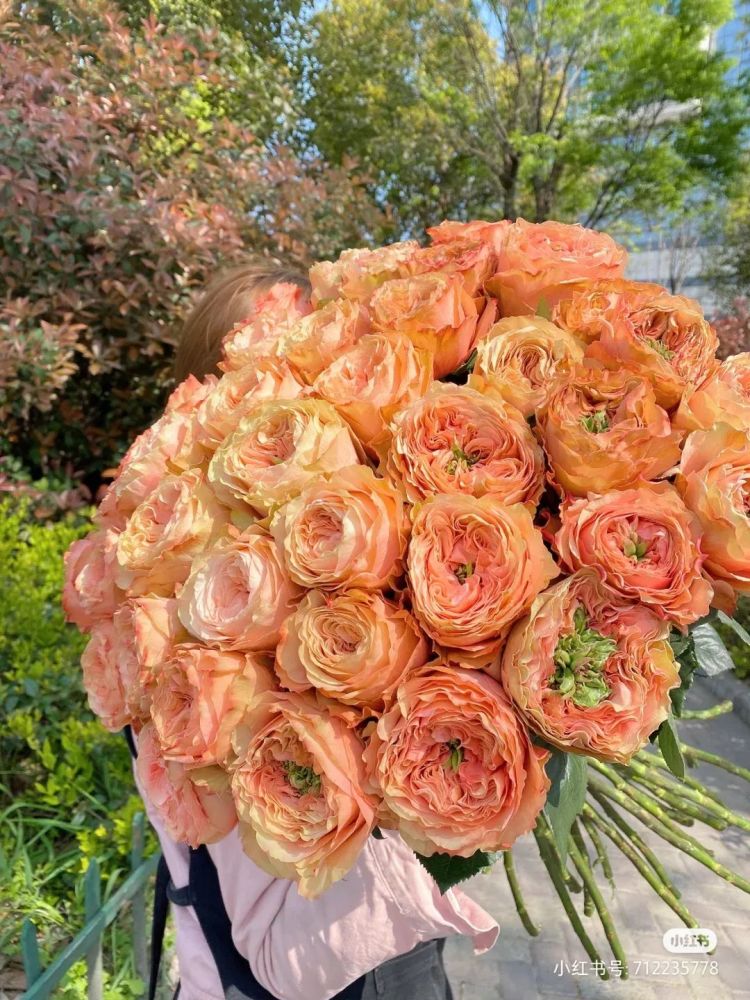 卡哈拉玫瑰,螺旋式结构的花芯,紧凑的花瓣像个可爱的小包子
