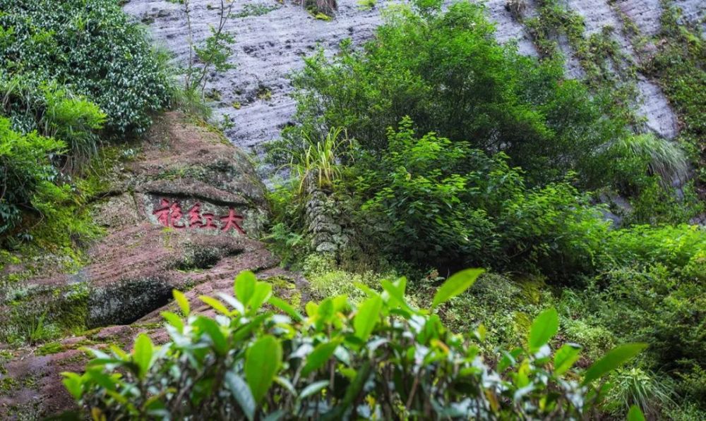 百县有百茶大红袍何处有请觅武夷山