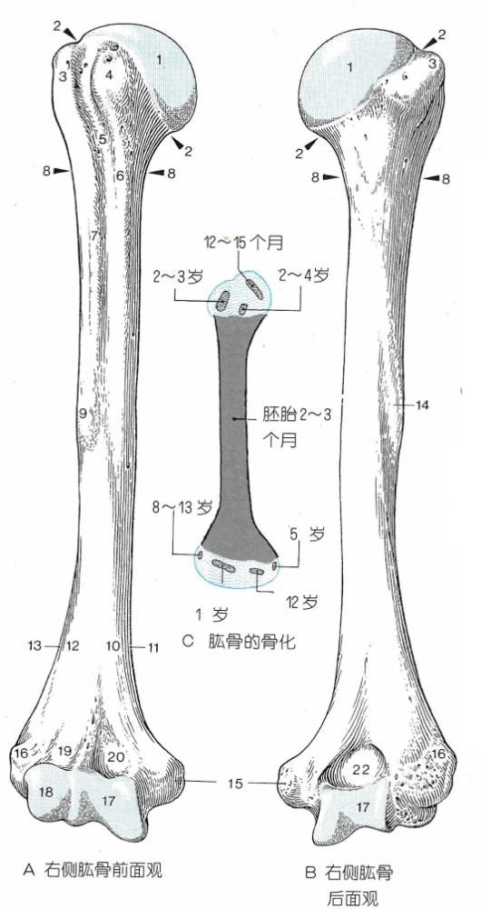 经典解剖上肢自由骨肱骨