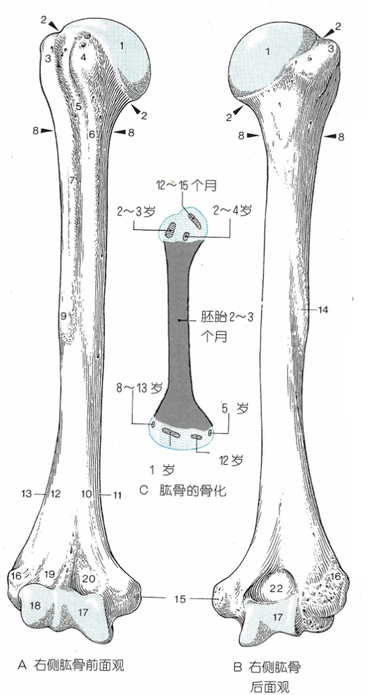ab17,trochlea)和肱骨小头(a18,capitulum)构成肱骨髁,与前臂骨相关节