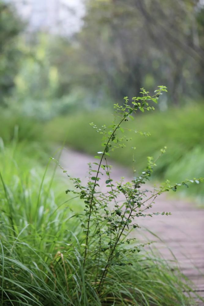 壁纸 草 绿色 植物 桌面 667_1000 竖版 竖屏 手机
