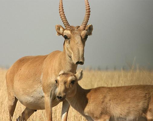 新疆高鼻羚羊,与众不同,野生种群已经灭绝!