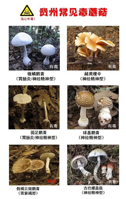 贵州最常见的30种毒蘑菇曝光野生毒为了安全建议收藏